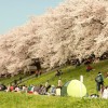 世界「桜を見に行きたい！」日本の花見は桜の木が咲き誇る美しい場所