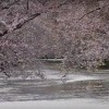海外「散り方が半端なくとても綺麗！」桜吹雪の弘前公園は日本で有名な青森の桜の名所