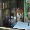 海外「志村動物園に出た犬だ！」鈴木タバコ店の看板犬は、お客さんに親切な柴犬