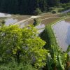 海外「緑と水と水車小屋」樫原の棚田・徳島に癒される