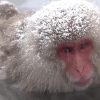 海外「サルに人気の雪見温泉」地獄谷 野猿公苑のニホンザルの姿に癒される