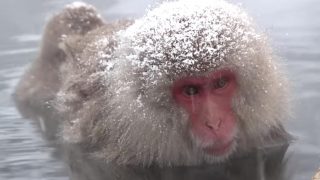 海外「サルに人気の雪見温泉」地獄谷 野猿公苑のニホンザルの姿に癒される