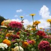 海外「カラフルな花を見るなら行くべき！」富士見高原リゾート、花の里の百日草