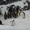 海外「はじめて雪を見た様子が可愛すぎる！」群れの中でたった一匹、ペンギン大はしゃぎ！