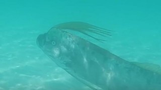 海外「泳いでいる姿は珍しい！」リュウグウノツカイを撮影したシーンがすごい！