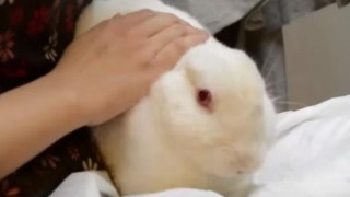 海外「ナデナデ、もふもふに癒されたい！」日本のウサギカフェに行ってみた！