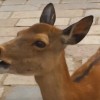 海外「鳴き声怖えぇ～ｗ」奈良の鹿の陽気な絶叫！