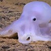 海外「幽霊のようなタコ」米ハワイ沖で発見した深海に住む、新種タコとは？