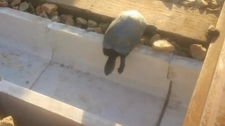 海外「線路に亀が挟まる事故回避のため！」ＪＲ西日本が線路に溝設置