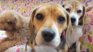 海外「お膝抱っこさせてくれるドックカフェ！」犬とのお散歩も出来る、ペットレンタルサービ付