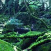 海外「日本が愛するのも納得の景色」屋久島・白谷雲水峡は、豊かな自然が残る島