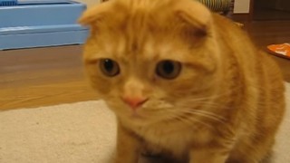 海外「驚きを隠せない猫の反応が可愛すぎる！」子猫と猫が出会った！未知との遭遇 猫編