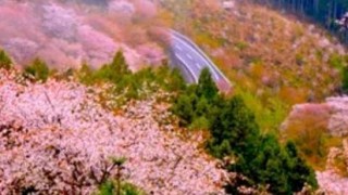 海外「なんて綺麗な光景なんだ!」吉野山の山桜に興奮!