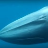海外「美しさにうっとり幻の鯨に遭遇」オオムラクジラの生態に迫る！