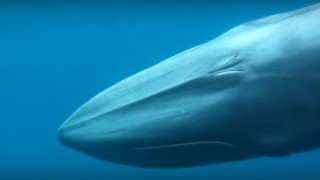 海外「美しさにうっとり幻の鯨に遭遇」オオムラクジラの生態に迫る！