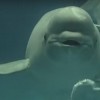 海外「口からリングを出す癒し系 」日本のシロイルカのバブリングがカワイイ！