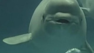 海外「口からリングを出す癒し系 」日本のシロイルカのバブリングがカワイイ！
