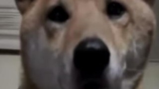 海外「可愛くて賢過ぎ！」柴犬の鳴き芸に爆笑！