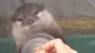 海外「日本の水族館には敵わない！」絶対行くべき、カワウソにタッチに胸キュン！