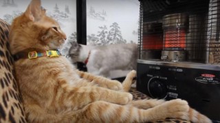 海外「あったまるにぁ～！」ストーブ前でくつろぐ猫
