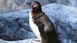 海外「南極での突然の出来事に驚き！」ペンギン アタックに、カメラの男が笑ってるシーンが面白い！