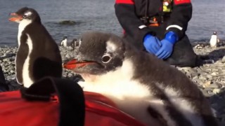 海外「どんくさいけど、くすっと笑える！」トップ 10 おかしいペンギン動画 2015