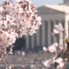 海外「信じられないほど素晴らしい！」全米桜祭りはアメリカでも愛されるお祭りに！