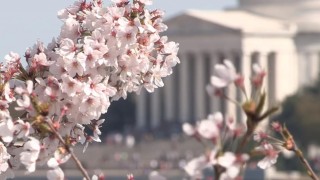 海外「信じられないほど素晴らしい!」全米桜祭りはアメリカでも愛されるお祭りに!