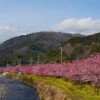 海外「日本文化 花見に憧れ！」伊豆の河津桜まつりのサクラが素敵！