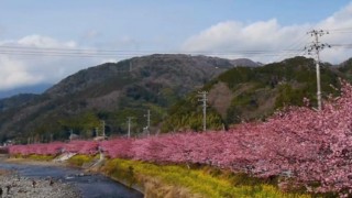 海外「日本文化 花見に憧れ！」伊豆の河津桜まつりのサクラが素敵！