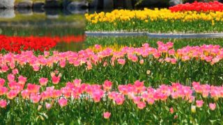 海外「圧巻の景色!」となみチューリップフェアに大満足