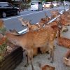 海外「県民の愛！」道路を占拠して涼む鹿におもてなし