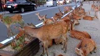 海外「県民の愛！」道路を占拠して涼む鹿におもてなし