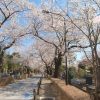海外「隠れた桜の名所！」青山霊園の桜は美しい