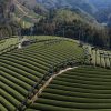 海外「宇治茶の産地！和束 緑茶の魅力」日本茶の作り方と知識を学ぶ旅