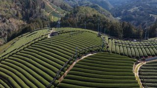 海外「宇治茶の産地！和束 緑茶の魅力」日本茶の作り方と知識を学ぶ旅