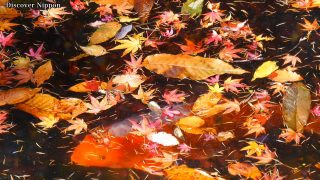 海外「長野の人気散策スポット」軽井沢の紅葉 雲場池からの景色を眺めてみた