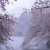 海外「東京2020年 約10年ぶり」千鳥ヶ淵の雪の満開桜を見てみよう