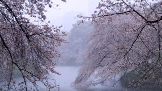 海外「東京2020年 約10年ぶり」千鳥ヶ淵の雪の満開桜を見てみよう