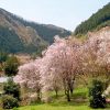 海外「東京の原風景とのどかな雰囲気が良い！」檜原村の桜を見に行ってみた