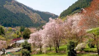海外「東京の原風景とのどかな雰囲気が良い！」檜原村の桜を見に行ってみた