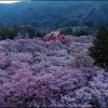 海外「長野 桜1500本の絶景」天下第一の桜 〜高遠城址公園を上空から見てみた