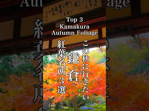 この秋に行きたい鎌倉の紅葉３選　Autumn Foliage in Kamakura #鎌倉の紅葉 #紅葉の名所#鎌倉観光 紅葉の名所 鎌倉散歩 長谷寺 長寿寺 円覚寺 紅葉