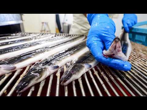 【大量生産】１日に１万匹のうなぎを捌いて蒲焼にする巨大うなぎ工場に密着！