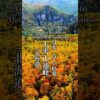日本一早い大雪山紅葉 Japan’s Earliest Autumn Foliage Daisetsuza 北海道観光 旭岳 紅葉の名所 Hokkaido＃大雪山の紅葉＃紅葉の名所＃秋の北海道